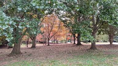 a photo of a group of trees providing shade