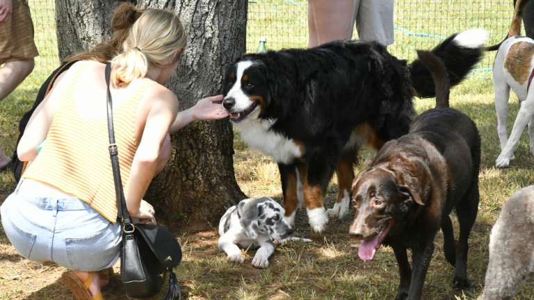 Millbrook Dog Park | Raleighnc.gov