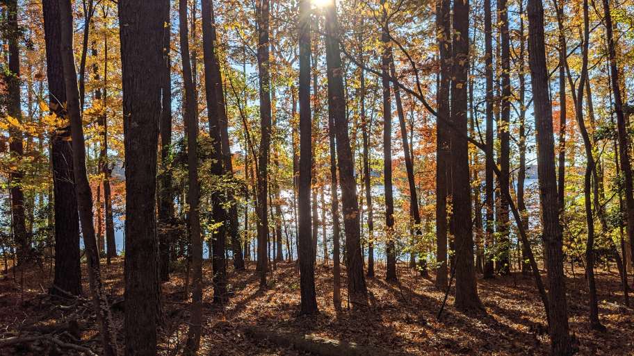 Fall Foliage Hike at Forest Ridge Park Raleighnc.gov