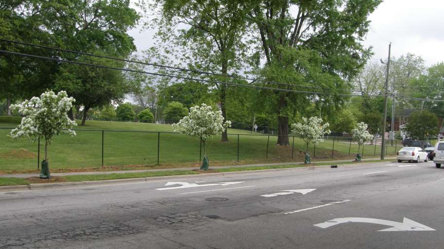 Raleigh Parks Planting 1,000 Street Trees Raleighnc.gov