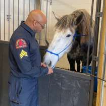 Sgt. John Hood says good morning to Cruz, the unit's newest horse.