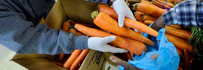 Hands of volunteer handing off carrots to a person in need.