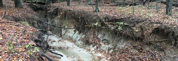 An eroded stream at Durant Park in Raleigh