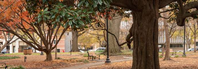 tree in raleigh's square