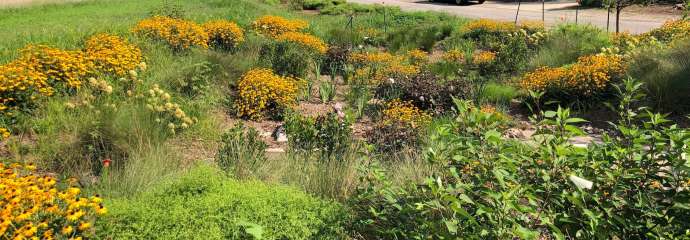 Glenwood Avenue Bioretention Area