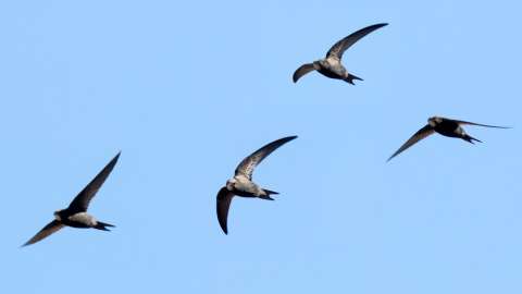 Four chimney swifts flying together
