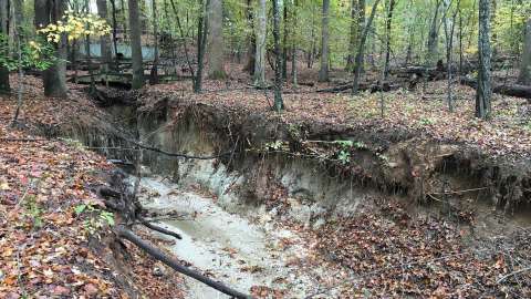 An eroded stream at Durant Nature Preserve in Raleigh