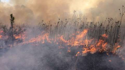 Plants burning during prescribed fire at Raleigh Parks
