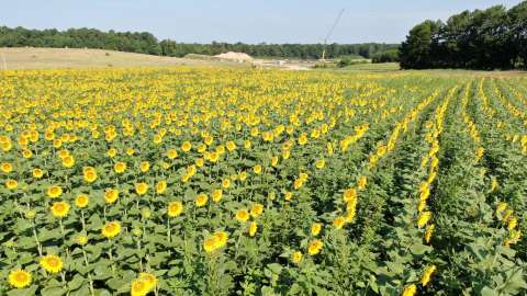 Sunflower Field Dix Park