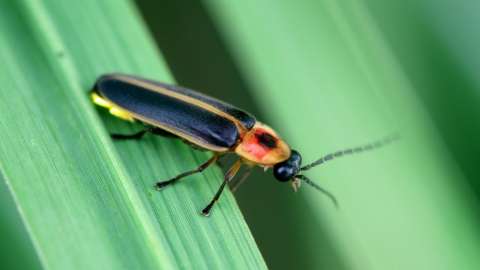 Close up of firefly with black wings and red and yellow head
