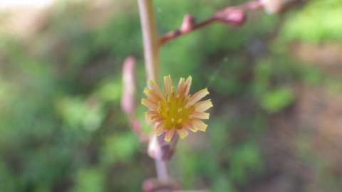 Up close picture of small yellow flower bloom
