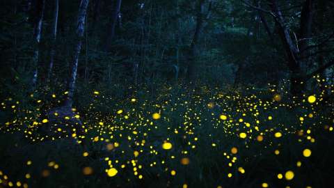 Forest at night with hundreds of bright yellow fireflies lit up in the leaves