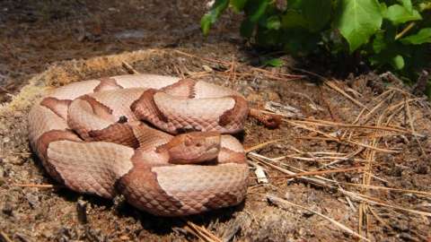 Coiled up copperhead snake