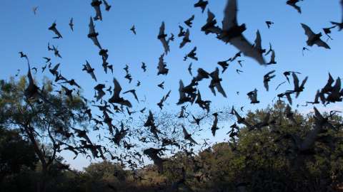 Over a million free-tailed bats stream into the evening sky for a night of consuming insects