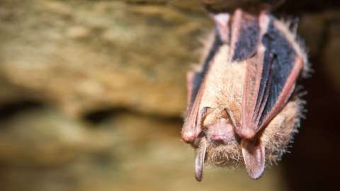 A close up of a Tri-colored Bat