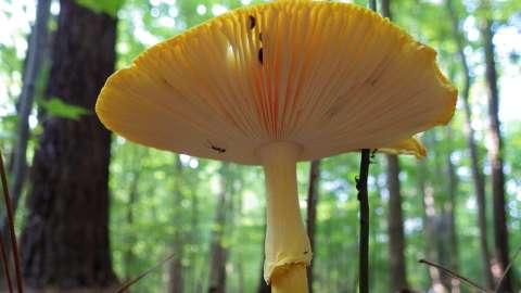 Yellowish mushroom with delicate gill flaps