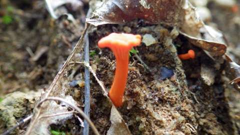 Orange red mushroom in mud