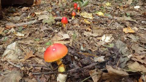 A trail of red forest mushrooms