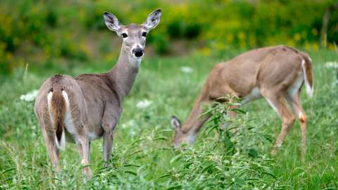 Pair of whitetail deer cautiously grazing