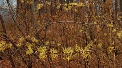 A bare Witch Hazel tree in December with many yellow flower clusters.