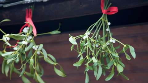 Bunches of mistletoe hanging on red ribbon on a snowy December day outdoors.
