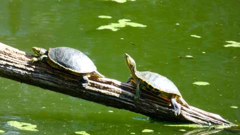 Turtles in summer sunning themselves on a log.