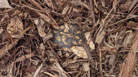 A bed of mulch with a turtle shell slightly uncovered.