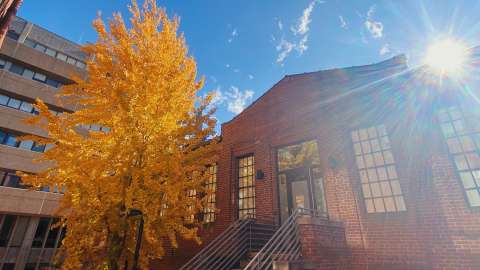 Gingko Tree on NC State's Campus