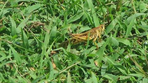 American Bird Grasshopper sitting in green grass
