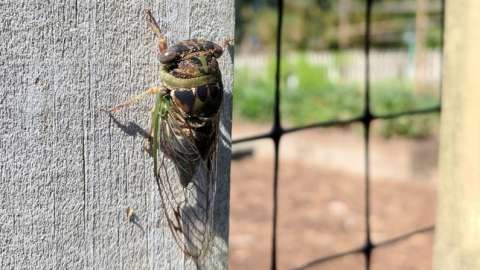 Dog Day Cicada attached to a wooden post
