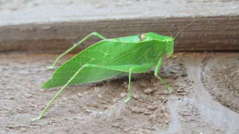 Lesser Anglewing Katydid sitting on a piece of wood