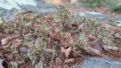 Dormant Resurrection Ferns along the Hidden Rocks Trail at Wilkerson Nature Preserve
