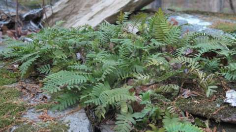 Hydrated Resurrection Fern along the Hidden Rocks Trail at Wilkerson Nature Preserve