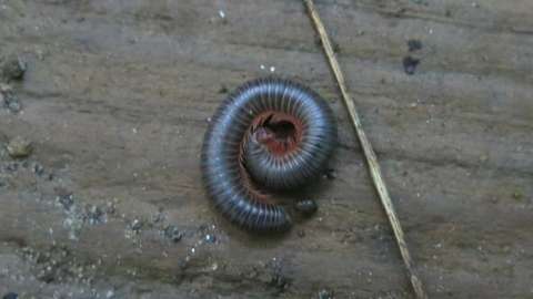 Curled up Millipede