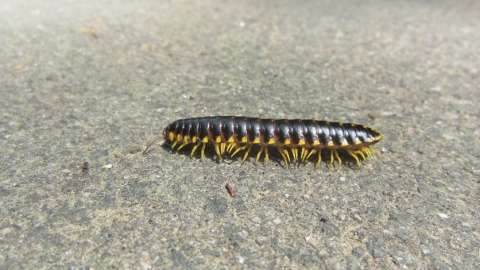 Yellow-and-black Flat Millipede