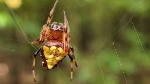 Arrowhead Orbweaver in spiderweb