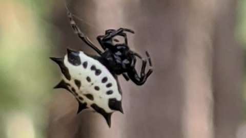 Spinybacked Orbweaver in spiderweb