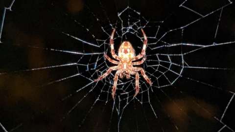 Spotted Orbweaver in spider web
