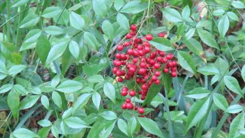 red berry cluster on leafy plant