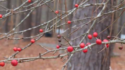 red berries on a leafless branch