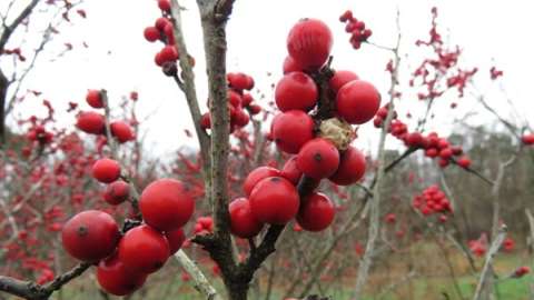 red berry cluster on leafless branch