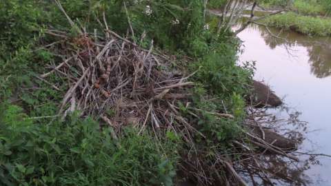 The top of a typical beaver lodge