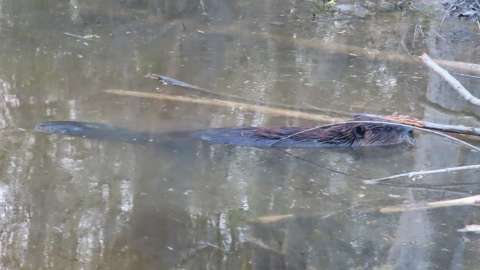 Beaver swimming in a pond.