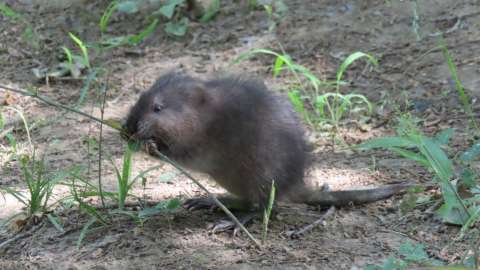 young muskrat is enjoying some vegetation along the Neuse River