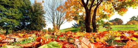 Dorthea Dix Park in the fall