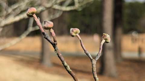 Dogwood flower buds protected by leaf-like bracts