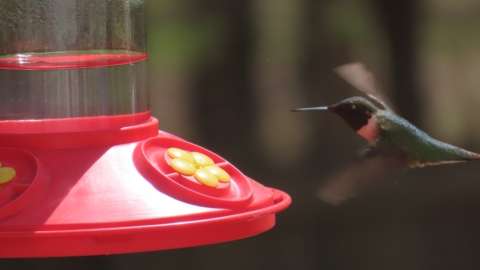Ruby-throated Hummingbird flapping wings
