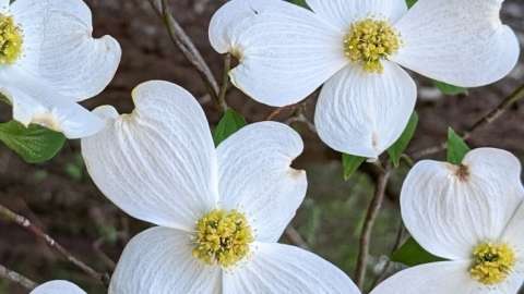 Dogwood’s clusters of tiny yellow 4-petalled flowers offer nectar to pollinators.
