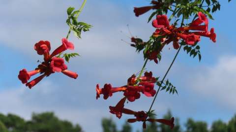 red trumpet vine flowers
