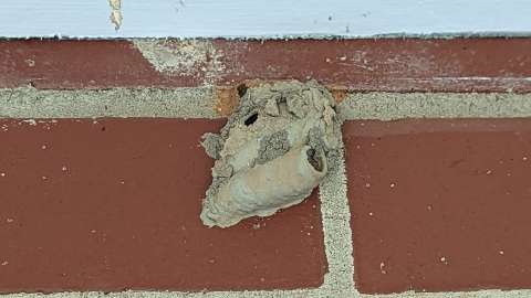 mud nest on a brick wall